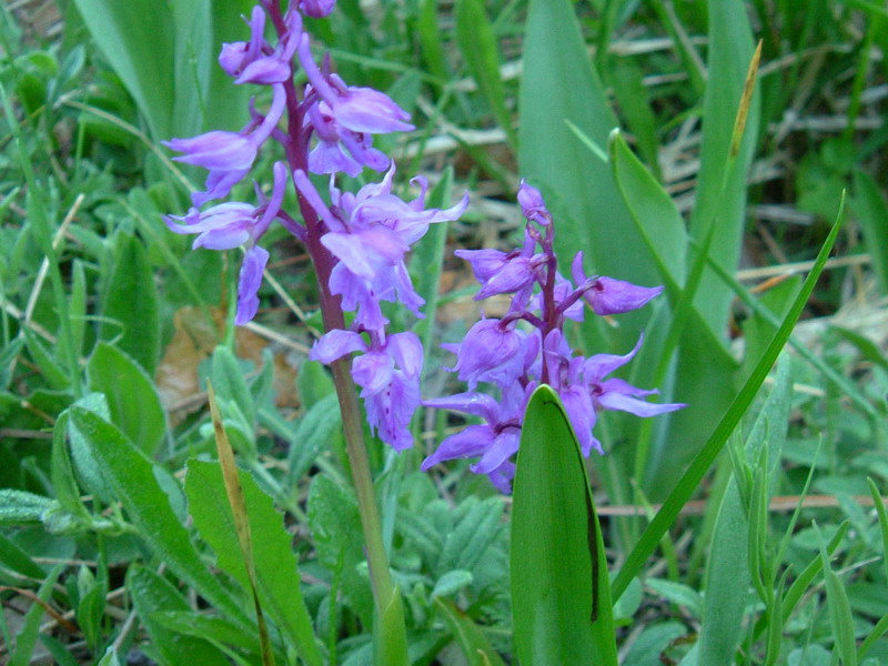 Orchis mascula